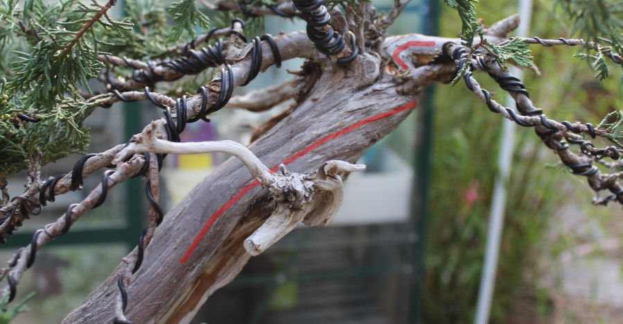 juniper bonsai